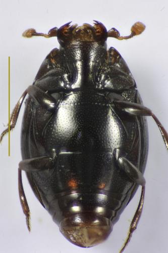 Réf. 352 889 : Tribalus minimus